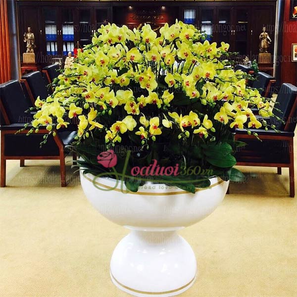 Chậu lan hồ điệp tết khủng mừng xuân Chậu lan hồ điệp tết khủng mừng xuân
